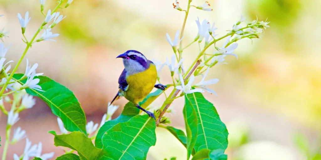 Bananaquit