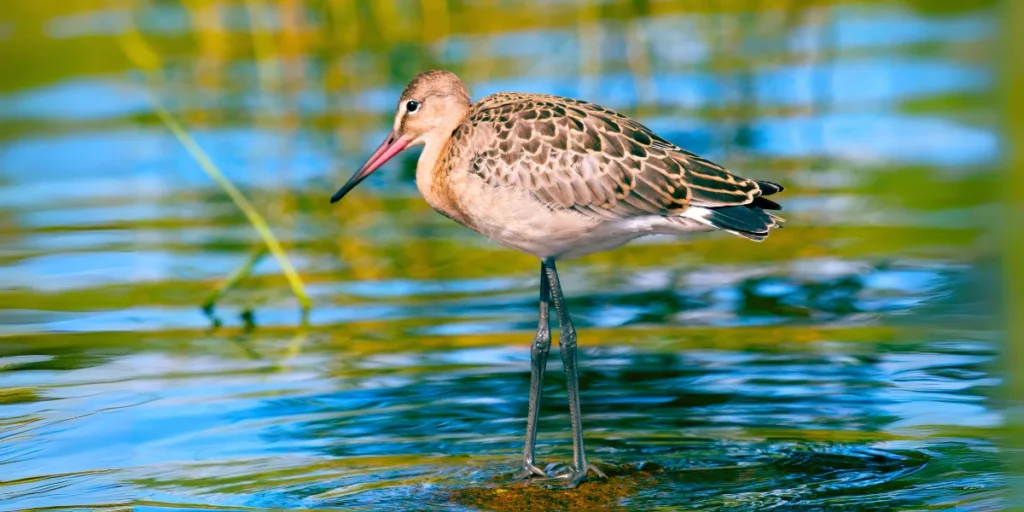 Bar-tailed Curlew 