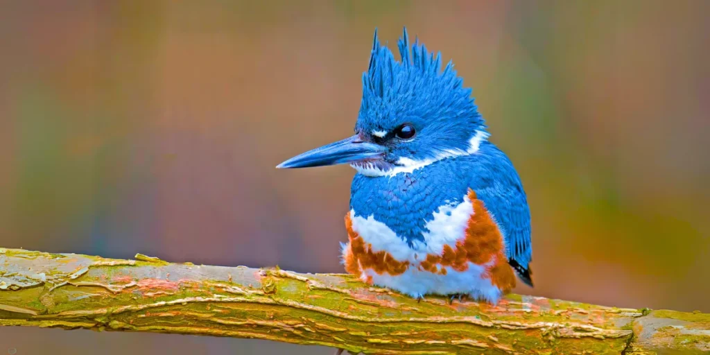 Belted Kingfisher