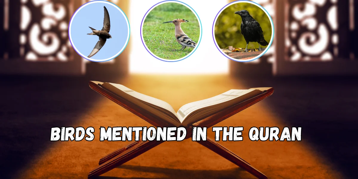 Birds Mentioned in the Quran