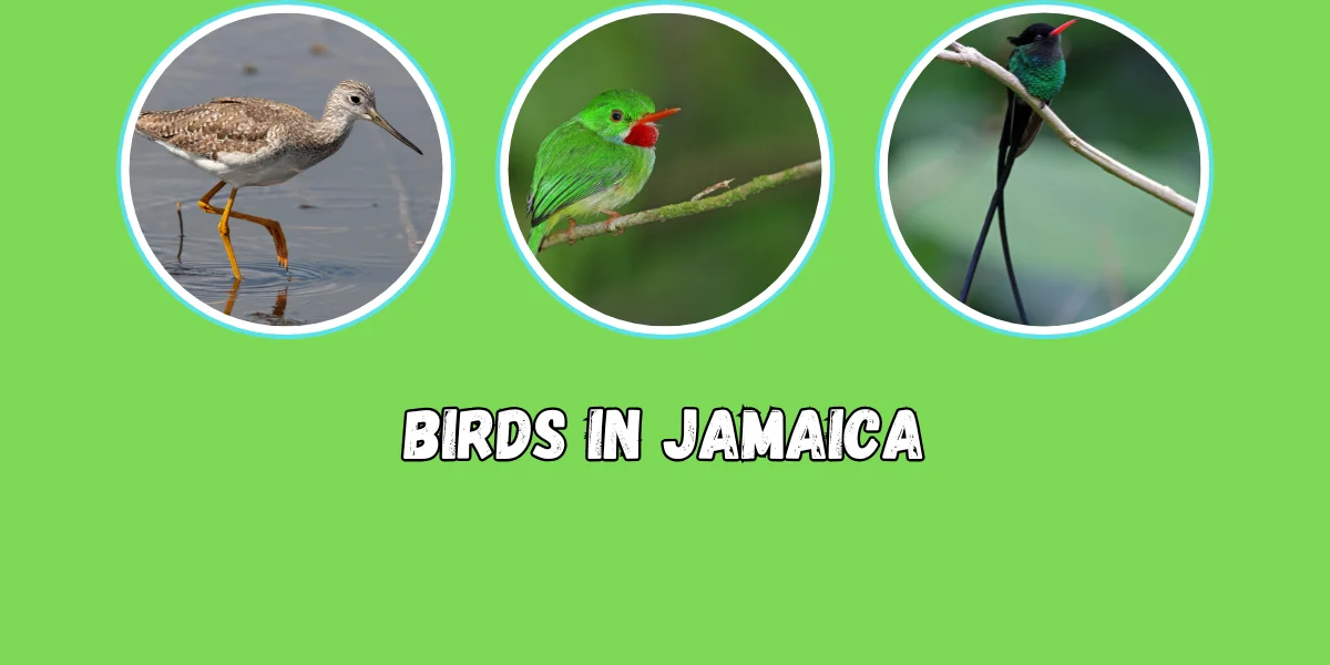 Birds in Jamaica: Details, List & Photos