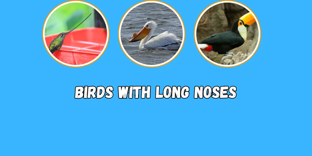 Birds with Long Noses