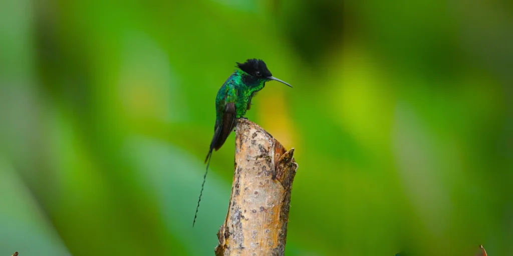 Black-billed Streamertail