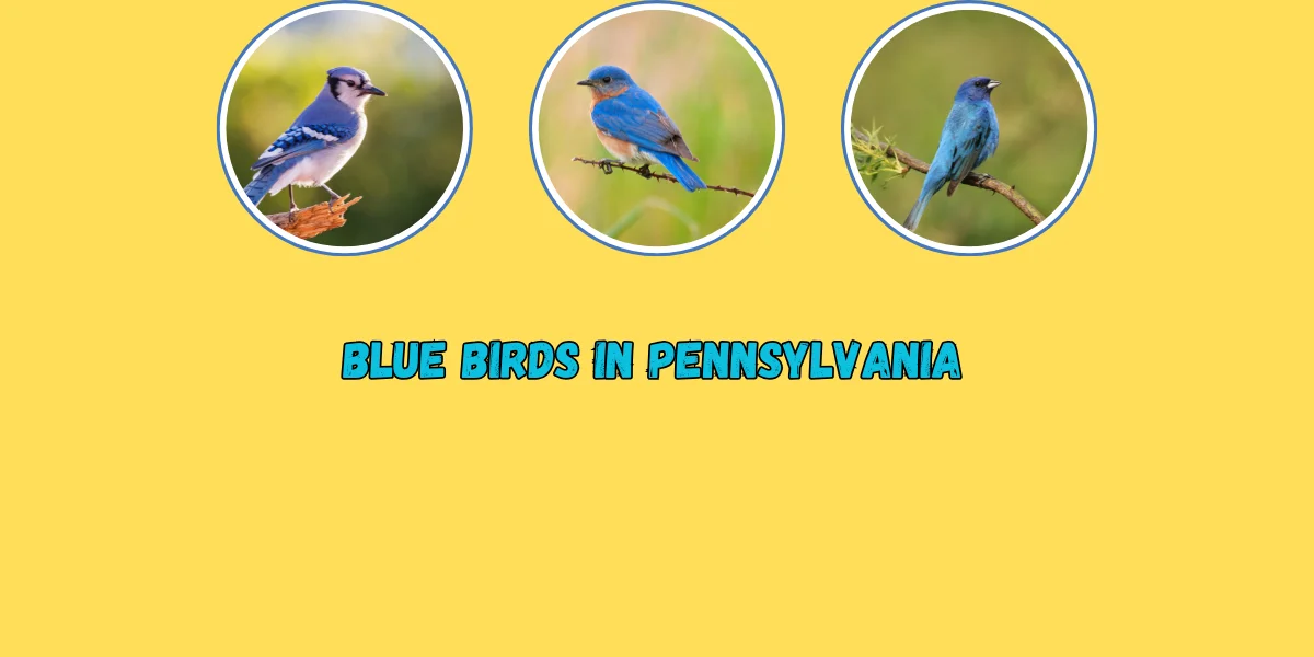 Blue Birds in Pennsylvania