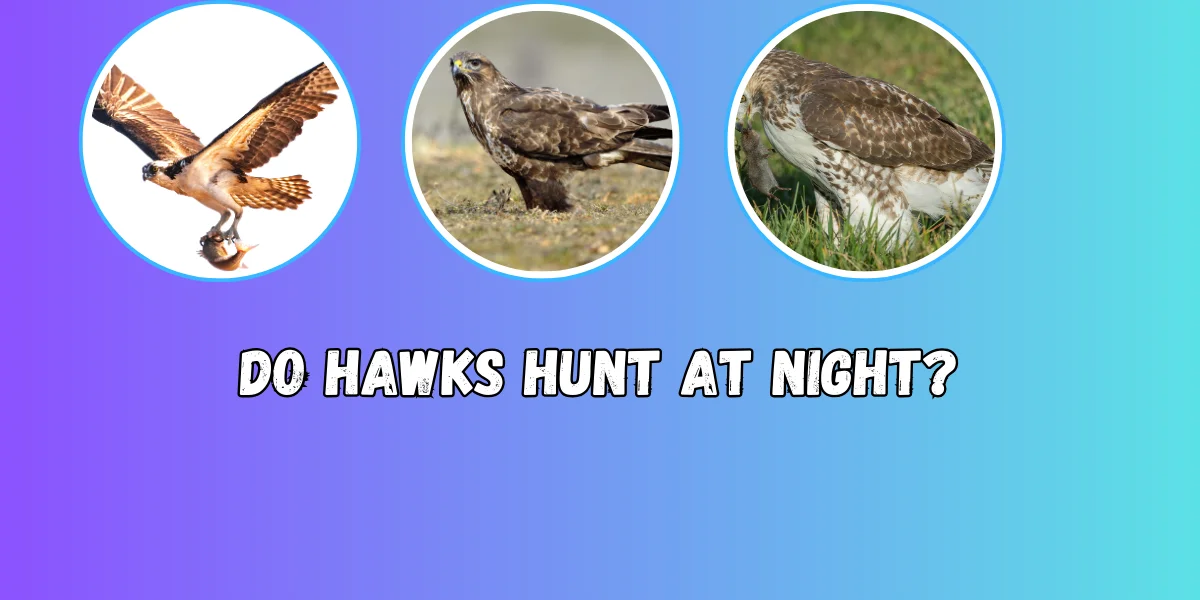 Do Hawks Hunt at Night?