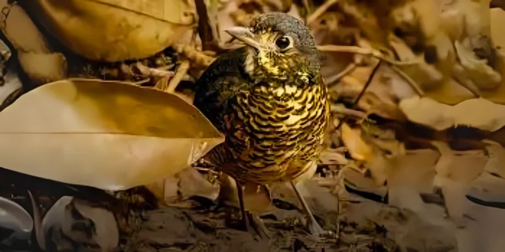 El Dorado Antpitta