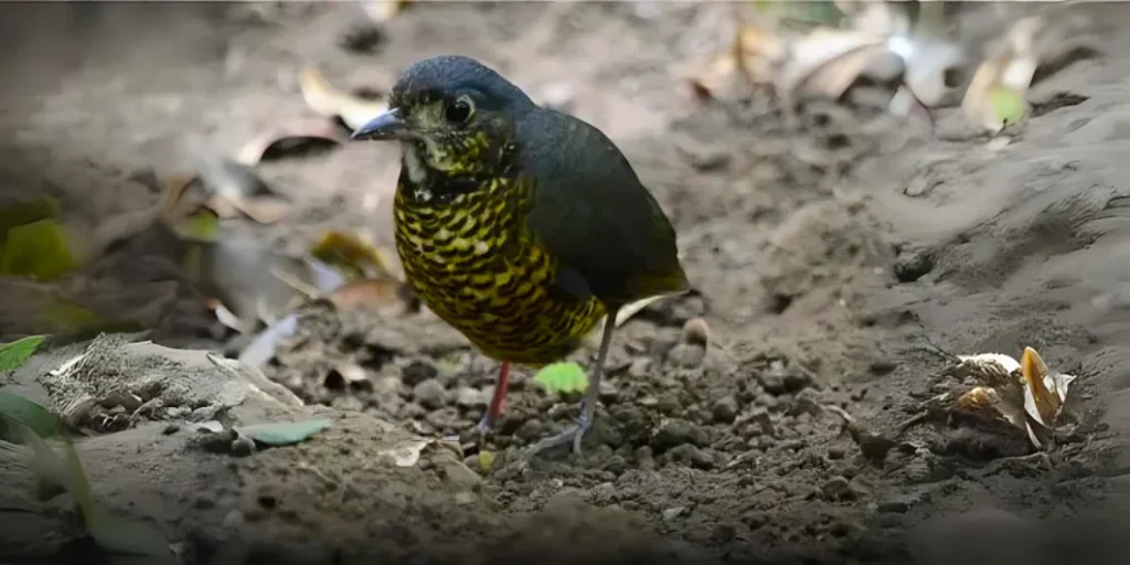 El Dorado Antpitta