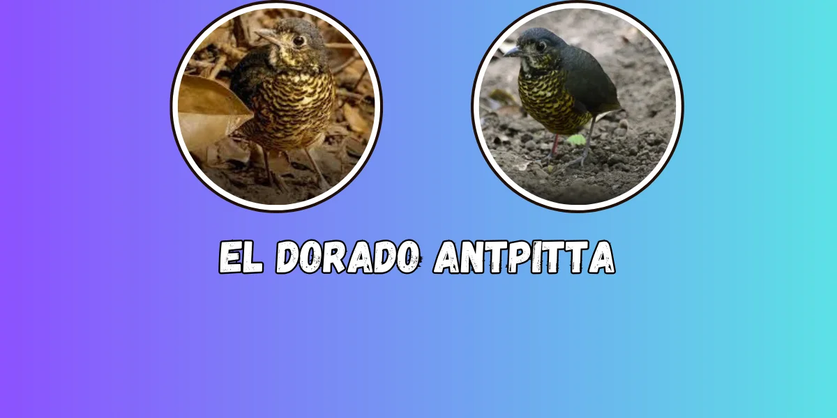 El Dorado Antpitta: Rare Bird of Colombia's Cloud Forests