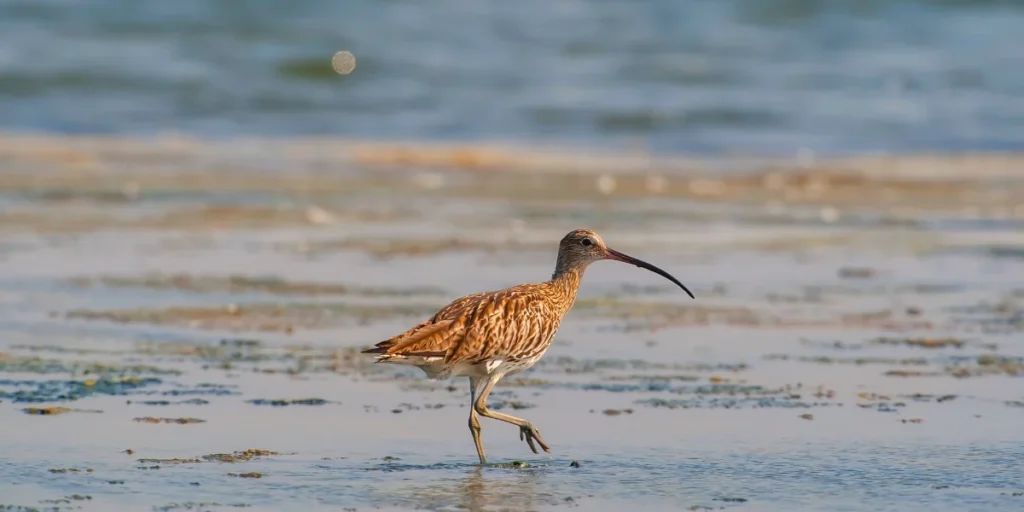 Eurasian Curlew