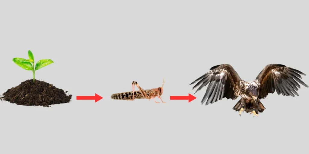 Food Chain of a Hawk