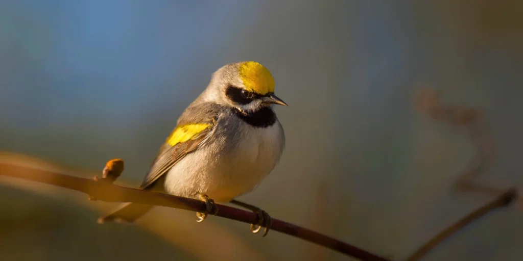 Golden-winged Warbler 