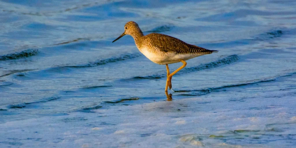 Greater Yellowlegs 