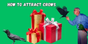 How to Attract Crows