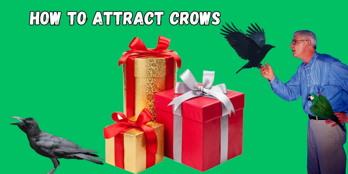 How to Attract Crows