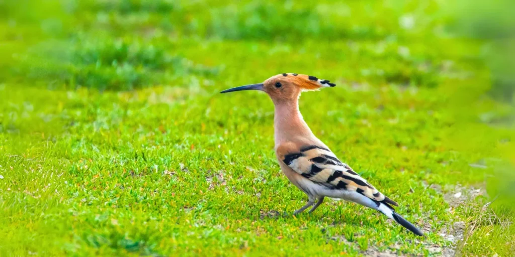 Hudhud (The Hoopoe)