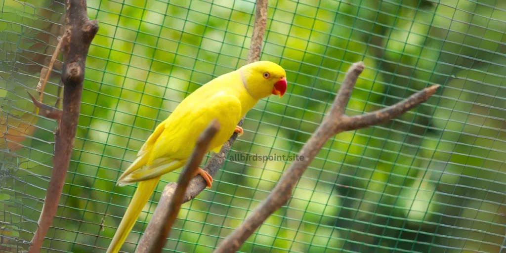 Indian Ringneck Parrot