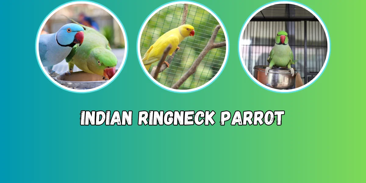 Indian Ringneck Parrots