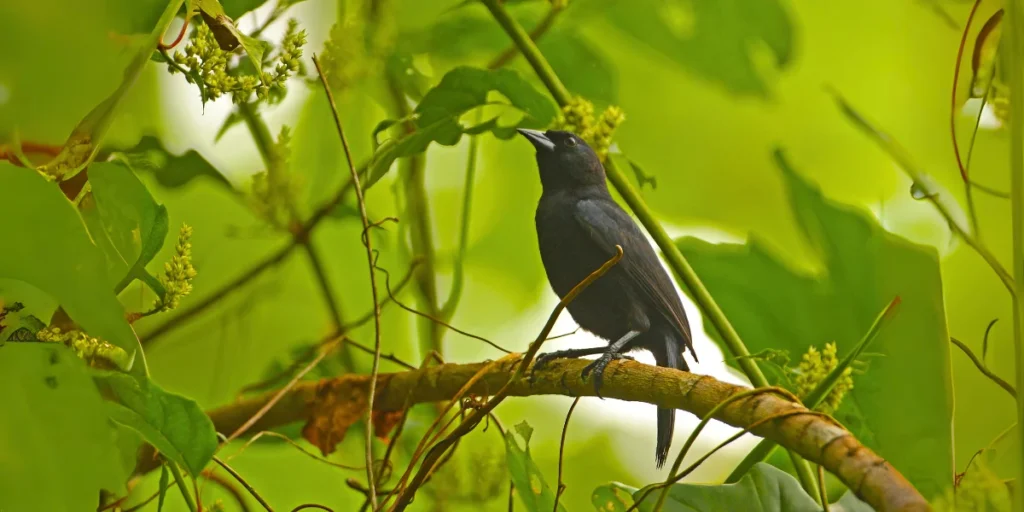 Jamaican Blackbird