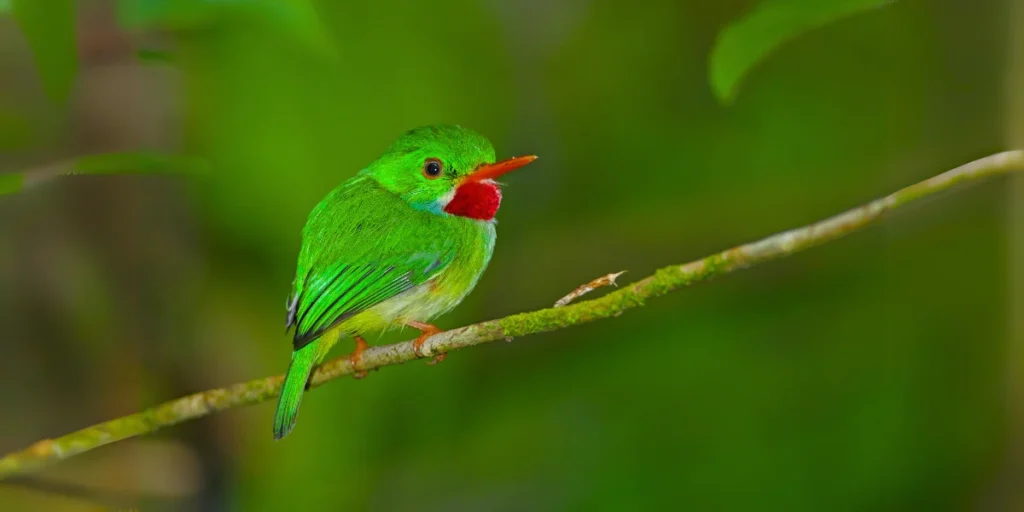 Jamaican Tody