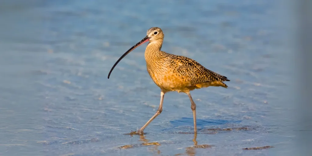 Long-billed Curlew