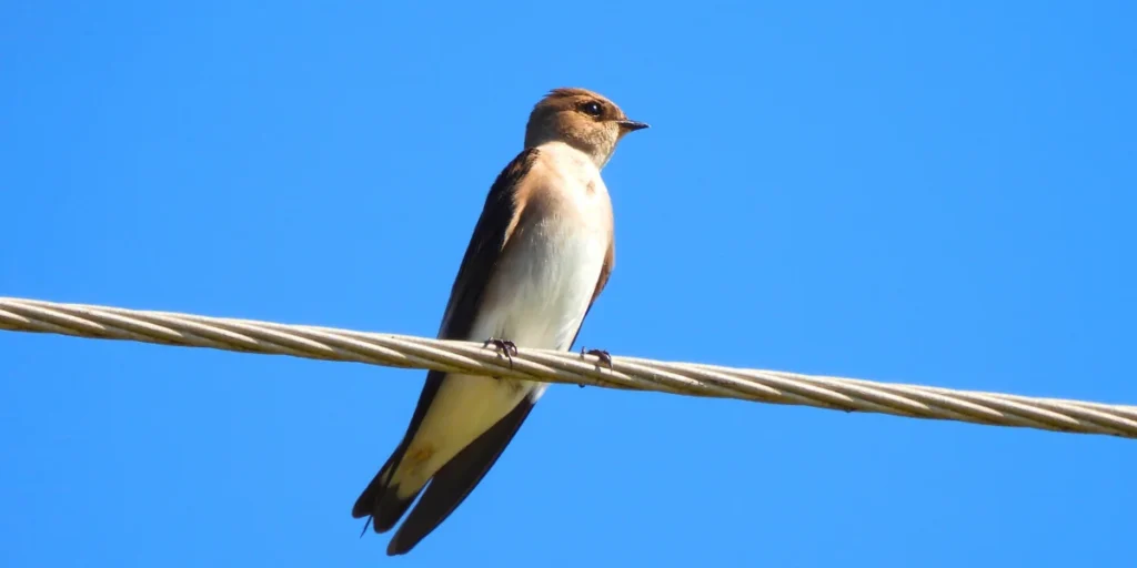 Northern Rough-winged Swallow , Pennsylvania