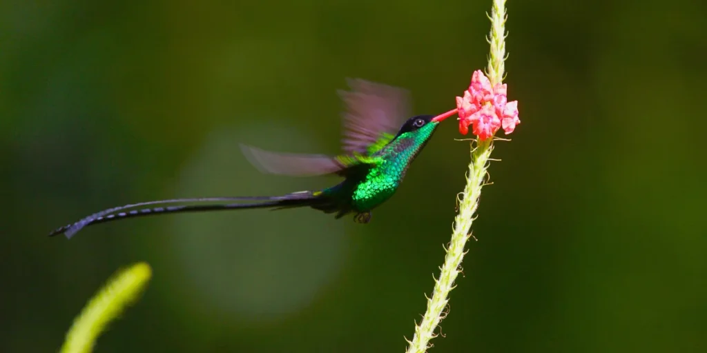 Red-billed Streamertail 