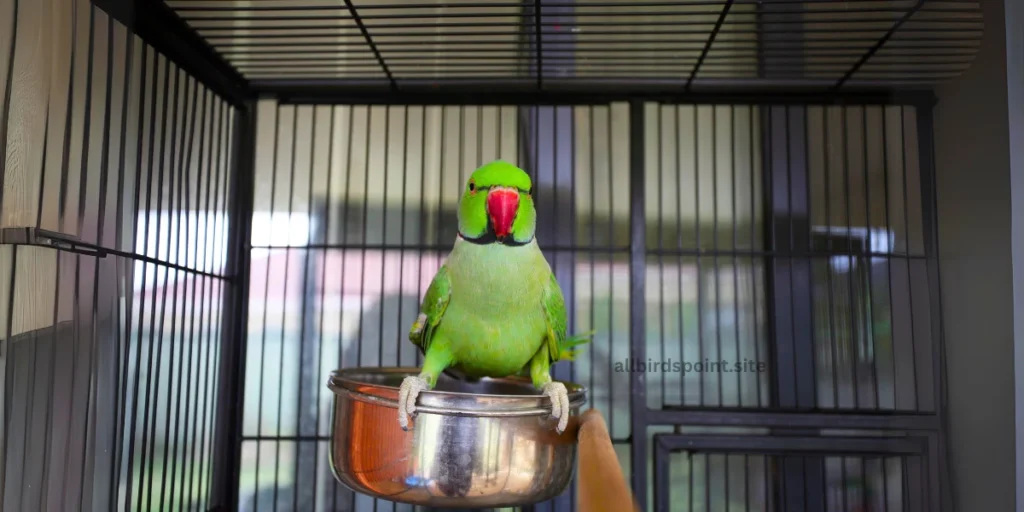 Setting Up the Perfect Home for Your Indian Ringneck