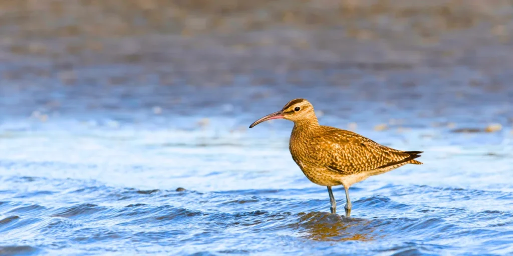 Siberian Whimbrel