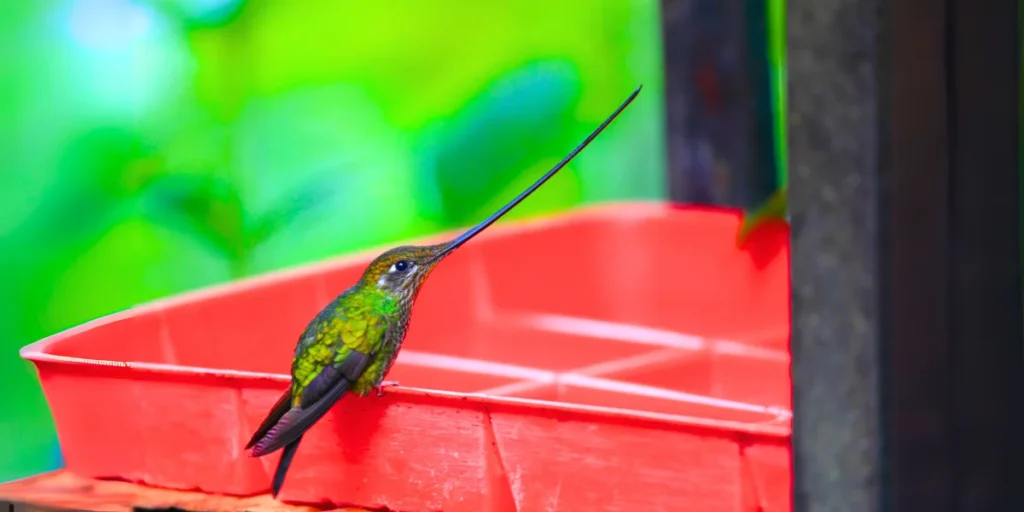 Sword-billed Hummingbird