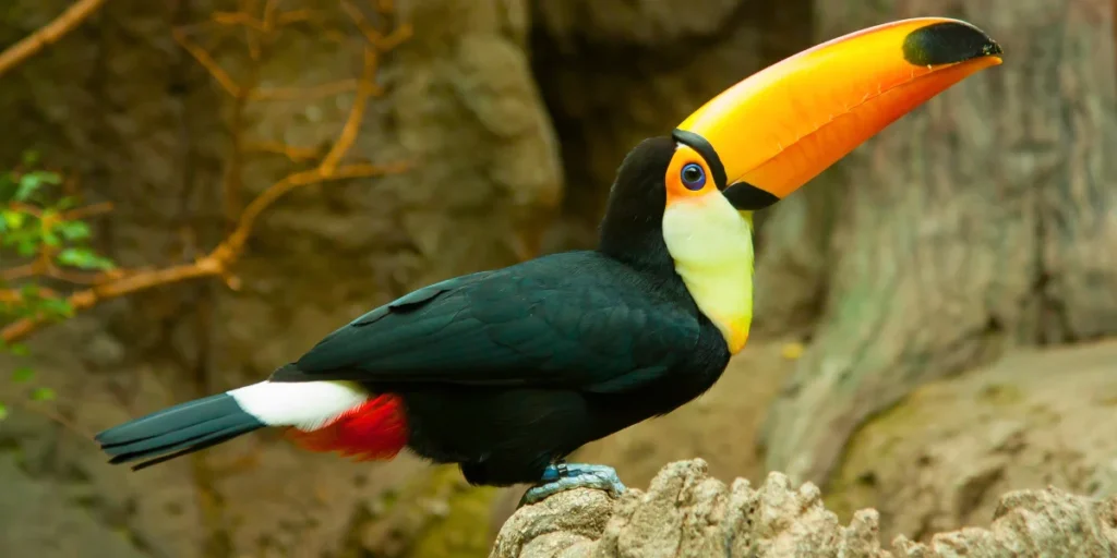 Toco Toucan