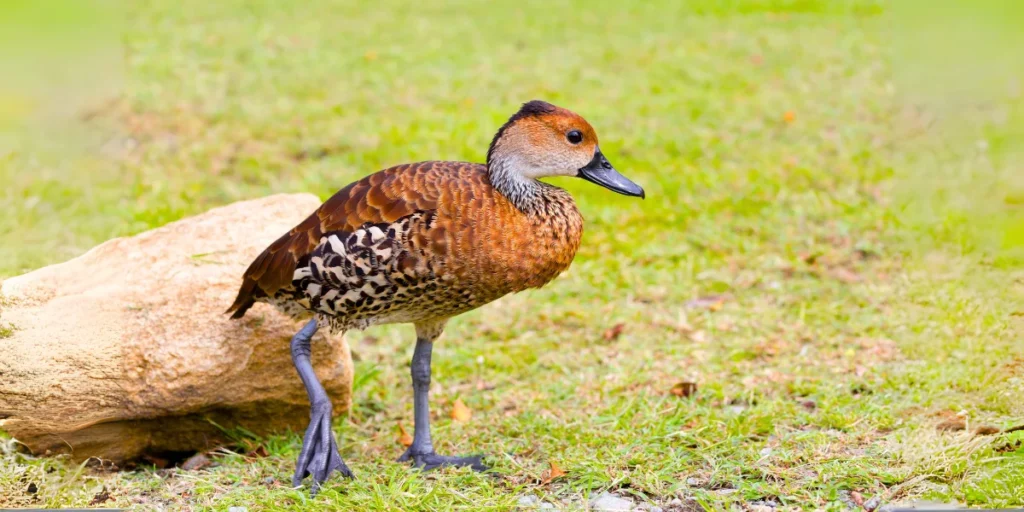 West Indian Whistling Duck