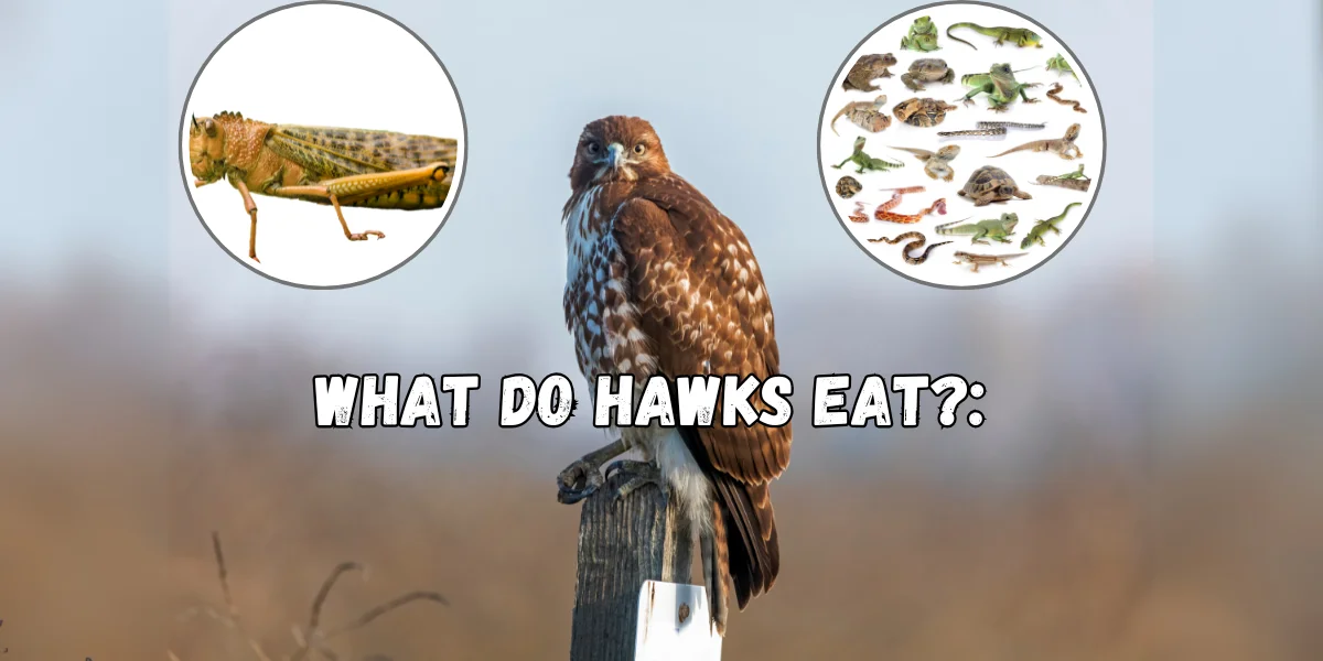 What Do Hawks Eat?