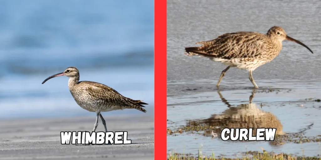 Whimbrels and Curlews