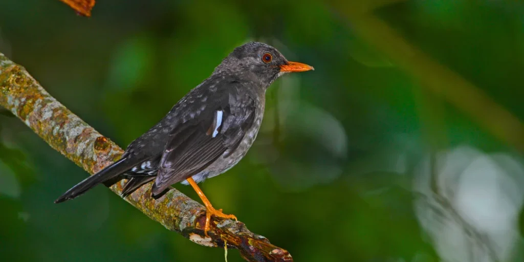 White-chinned Thrush 