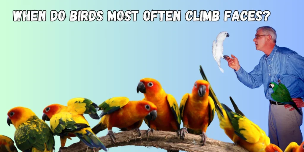 When Do Birds Most Often Climb Faces?