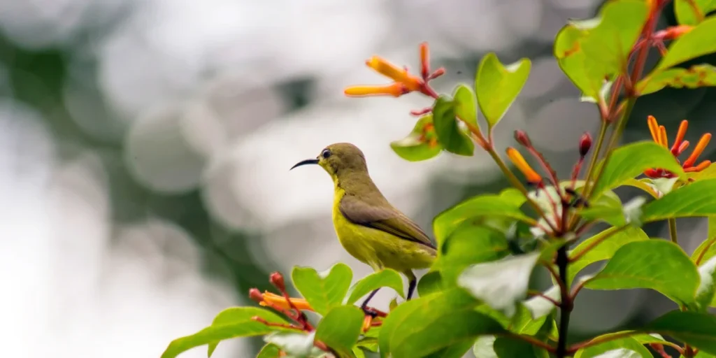 Yellow-bellied Sunbird