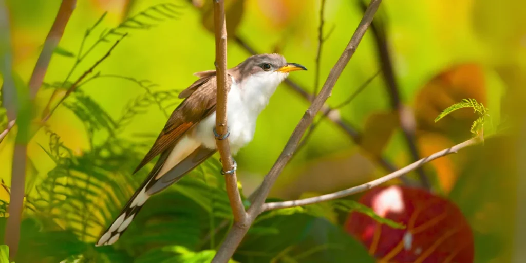 Yellow-billed Cuckoo