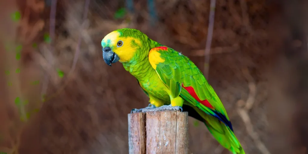 Yellow-headed Amazon 