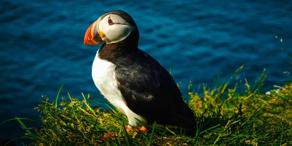 Atlantic Puffin