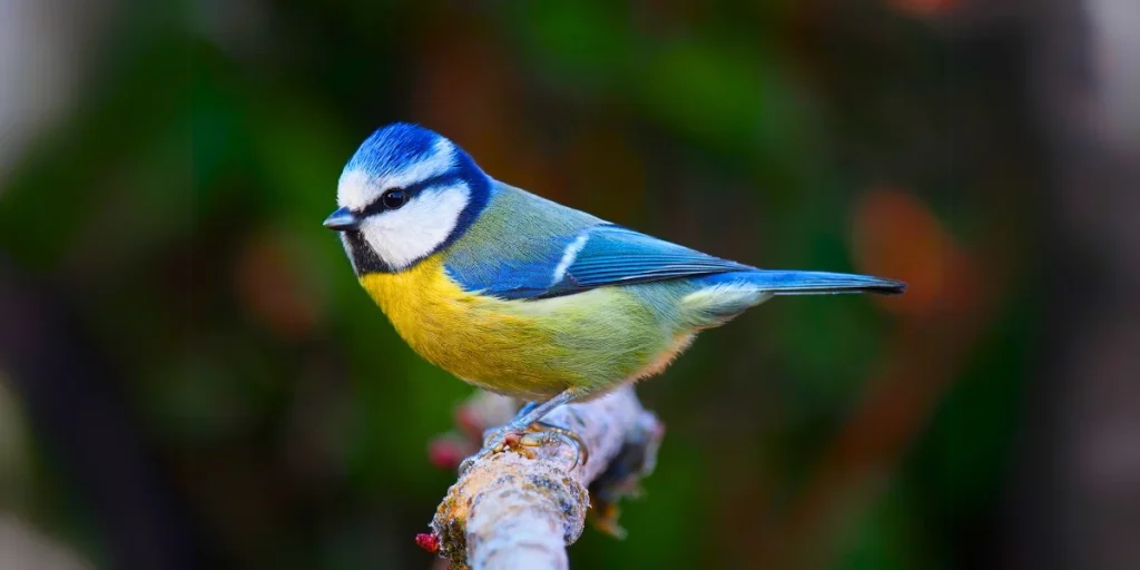 Blue Tit