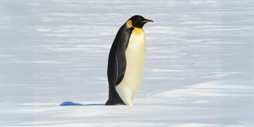 Emperor Penguin