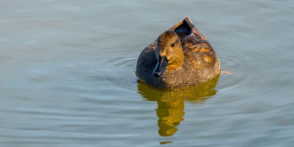 Gadwall Duck