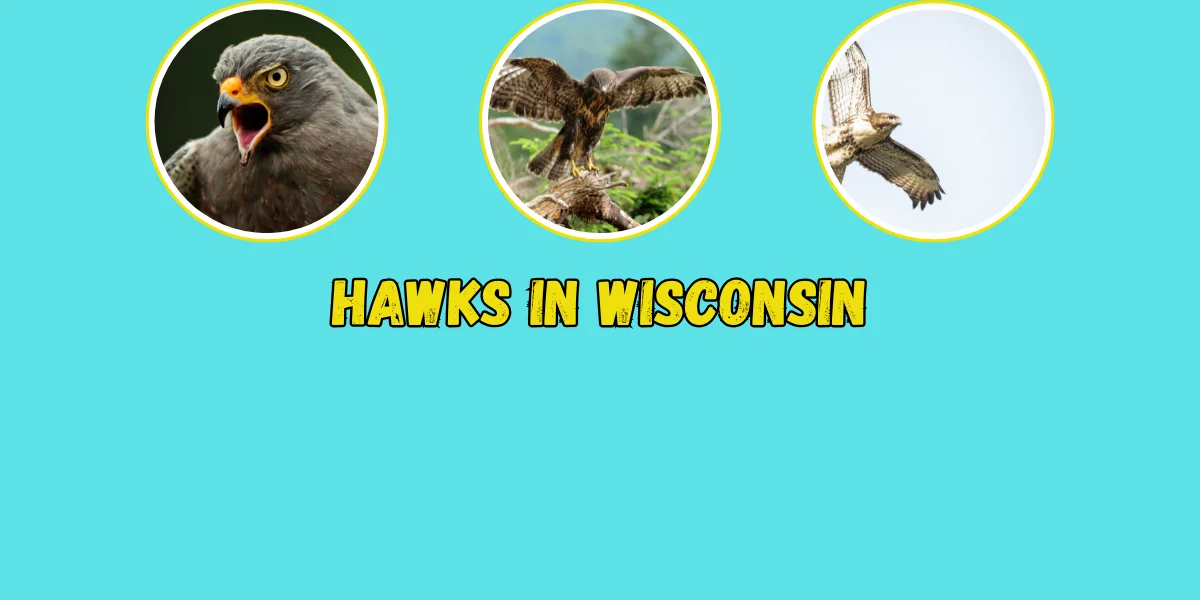 Hawks in Wisconsin