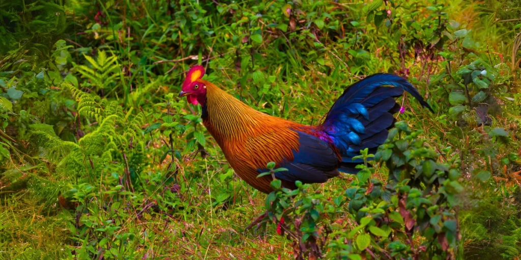 Junglefowl 