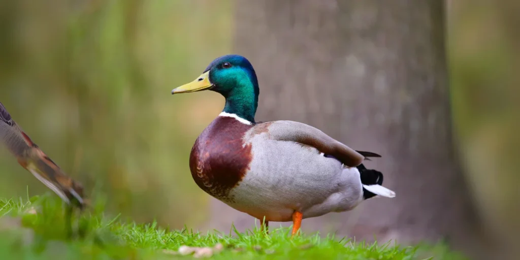 Mallard Duck