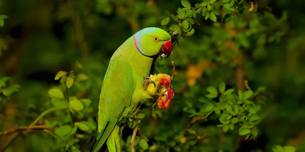 Ringed Parakeet